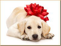 �����Α��F�b�y�b�g�Α��F�b�F�ށb�R���e�i�n�E�X�b�����E����E�����E�C���E�����e�i���X�b�F�ޔ̔��̓I�[���y�b�g�ɂ��܂����������B